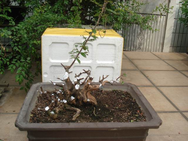 DSC01438.JPG