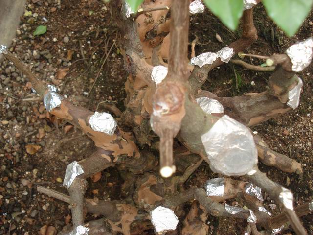DSC01443.JPG