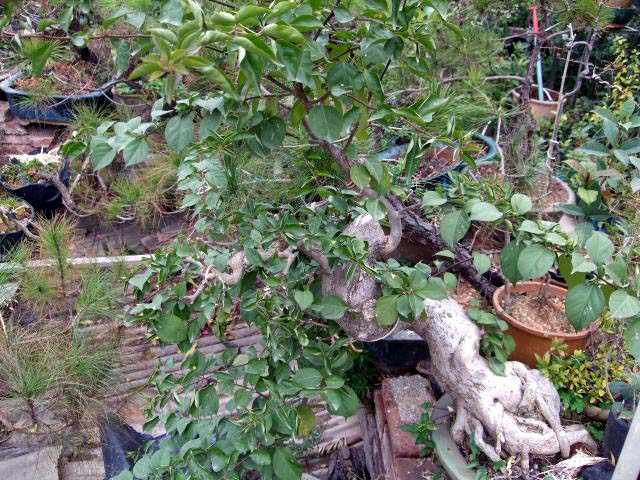 DSCF3033.JPG