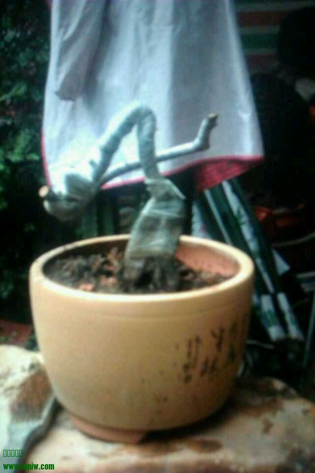 image.jpg