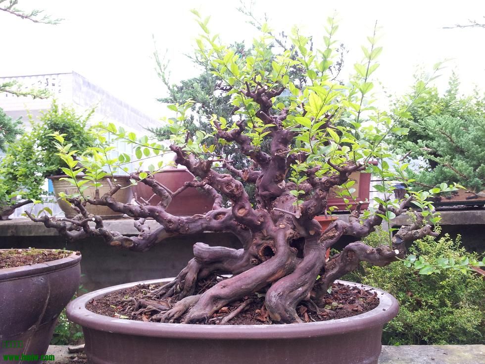 20130903_07323010.JPG