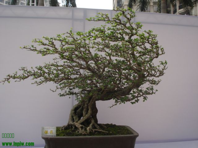 DSC01011.JPG
