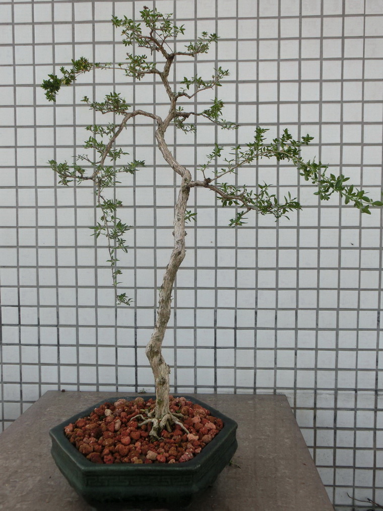 CIMG0632.jpg