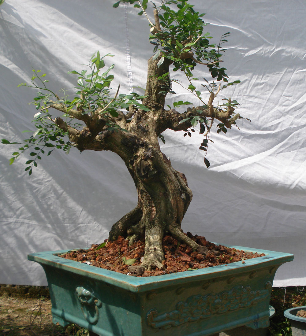 DSC00314.JPG
