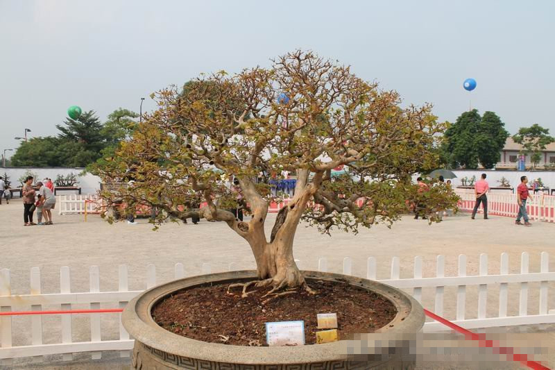 2012㶫ɽƷ辰չ08231606q6fmq8x066x5mm_.jpg