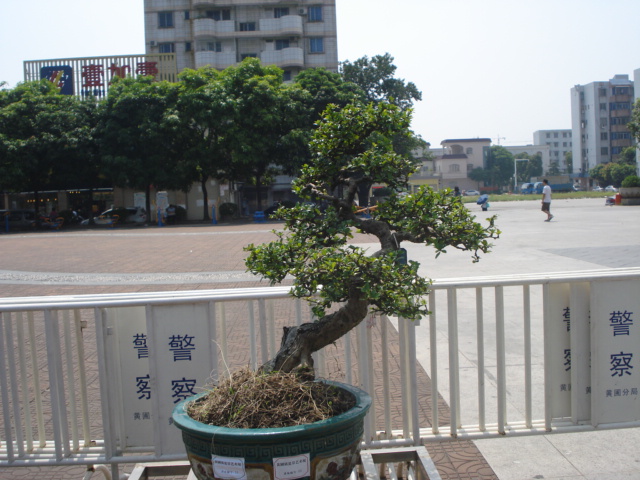 DSC01165.JPG