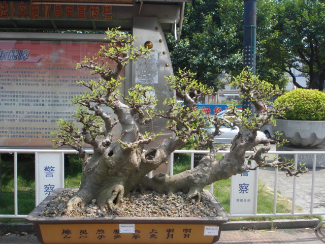 DSC01174.JPG