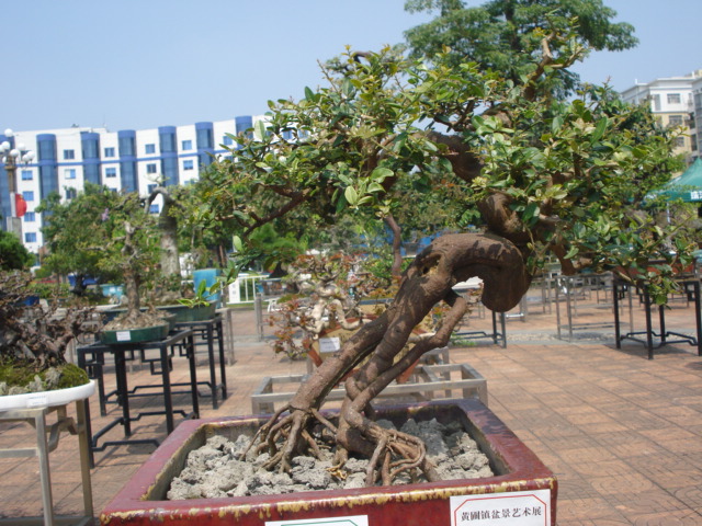 DSC01210.JPG