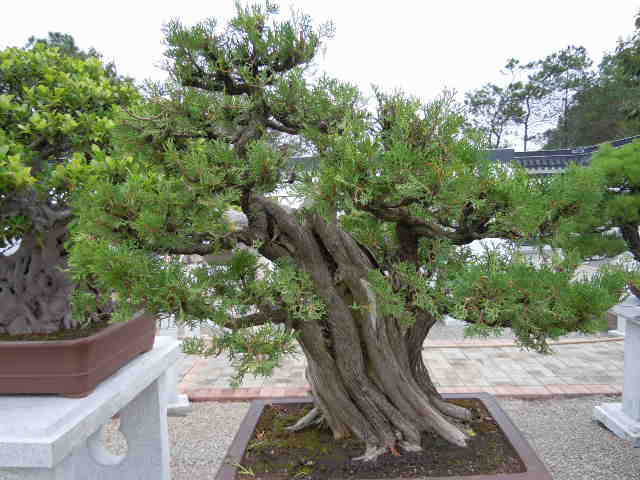 SSCN2005.JPG