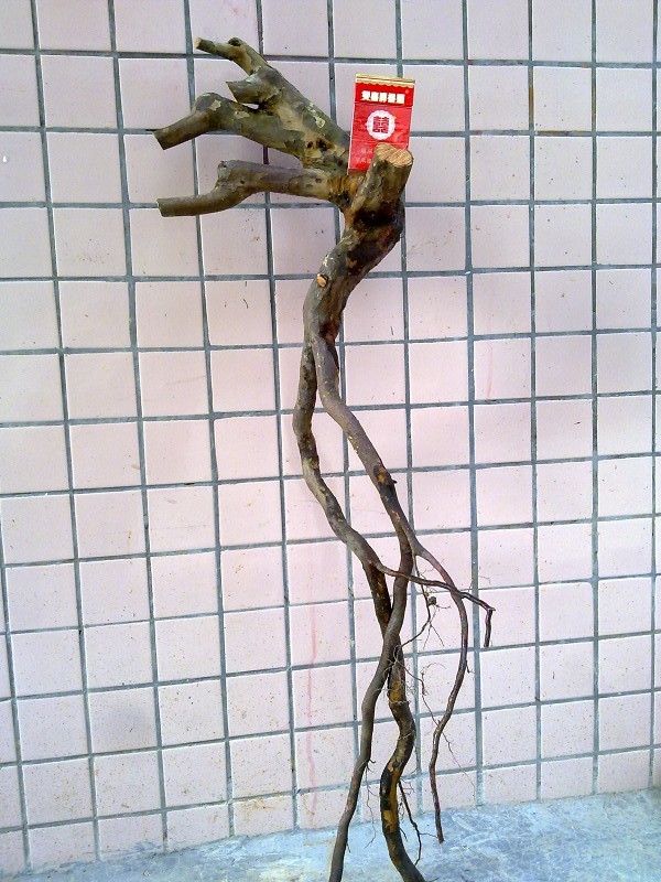 Ƭ392.jpg