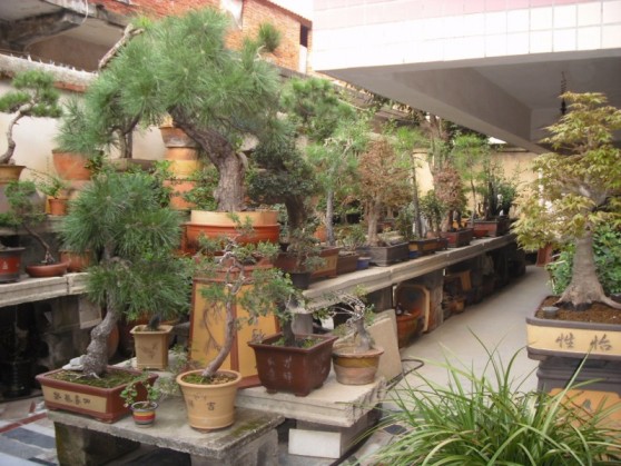 SDC13714.JPG