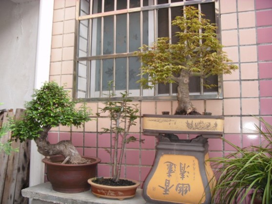 SDC13716.JPG
