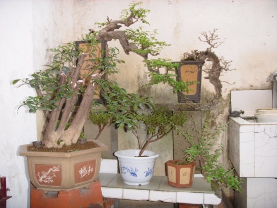 SDC13715.JPG