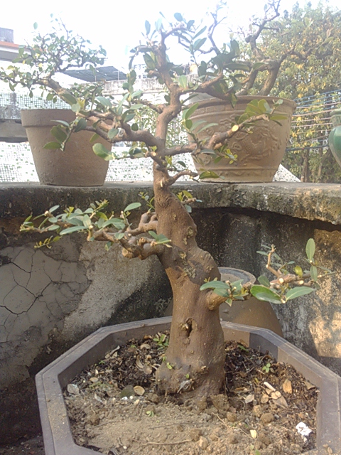 IMG_20131004_161232.jpg