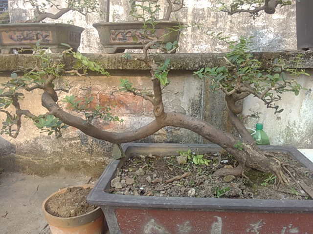 IMG_20131004_161306.jpg