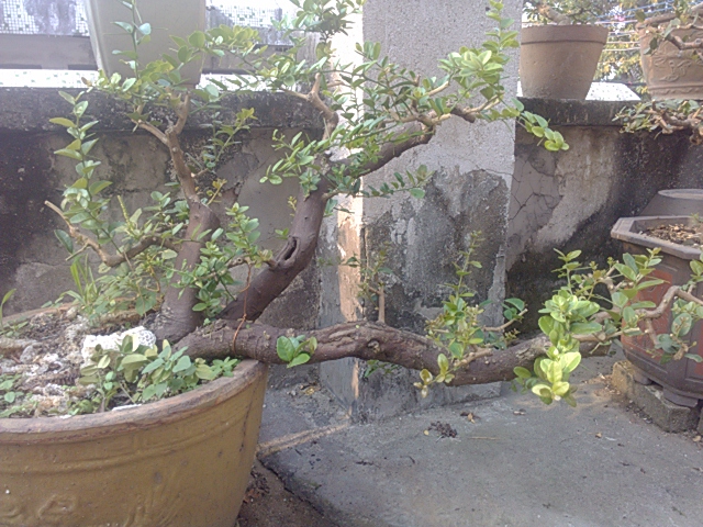IMG_20131004_161315.jpg