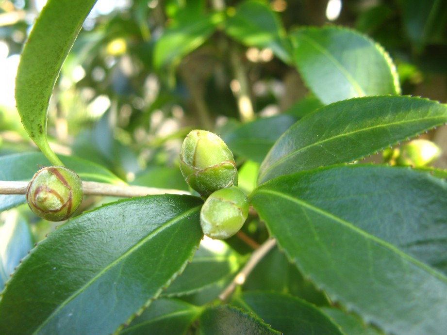conew_img_7603.jpg