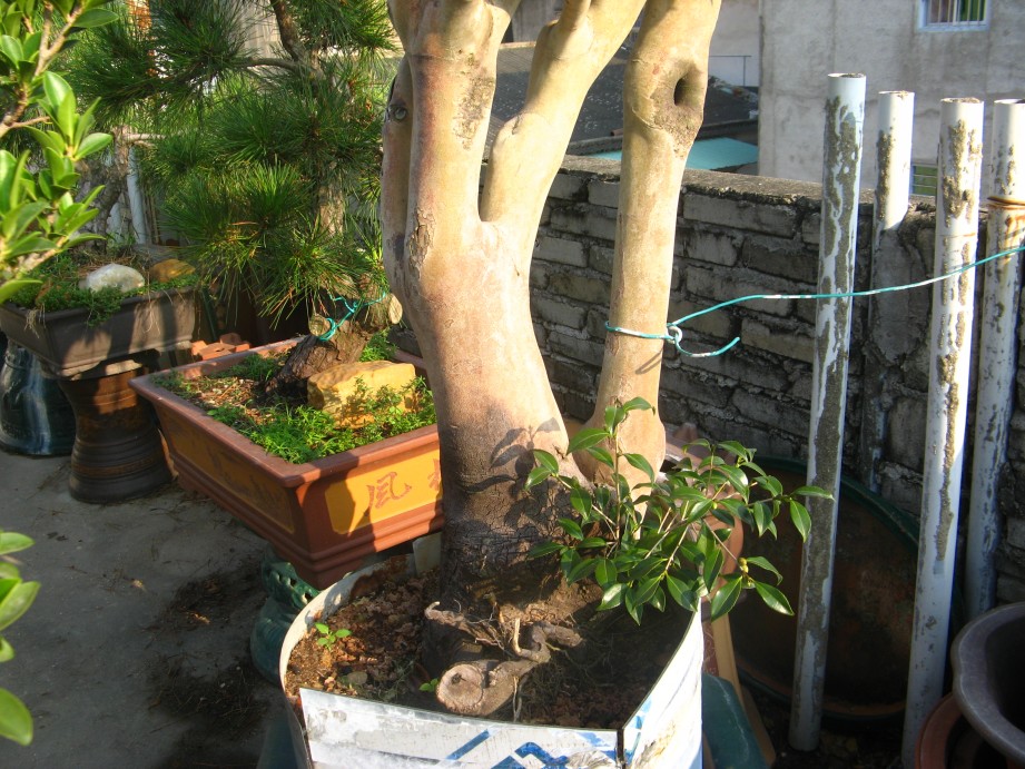 conew_img_7608.jpg