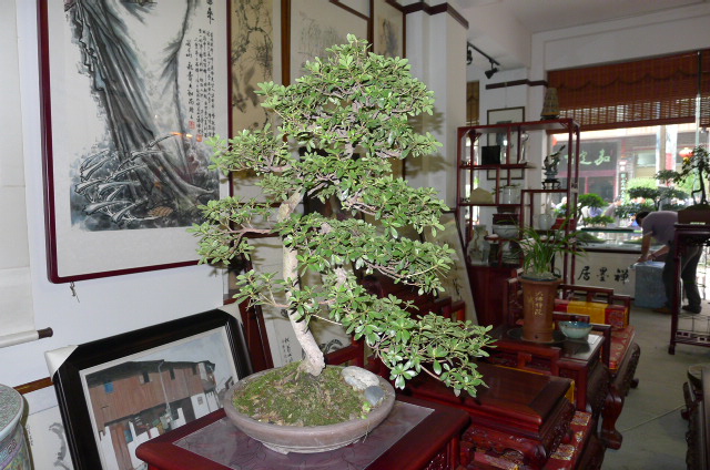 P1020355.JPG