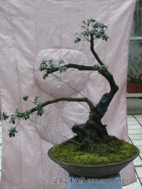 120313vxuq66vo6q464mws.jpg