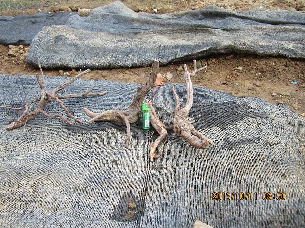 IMG_2241.JPG