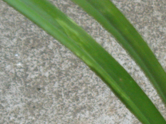 IMG_6530.JPG