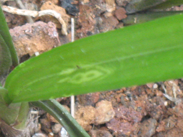 IMG_6518.JPG