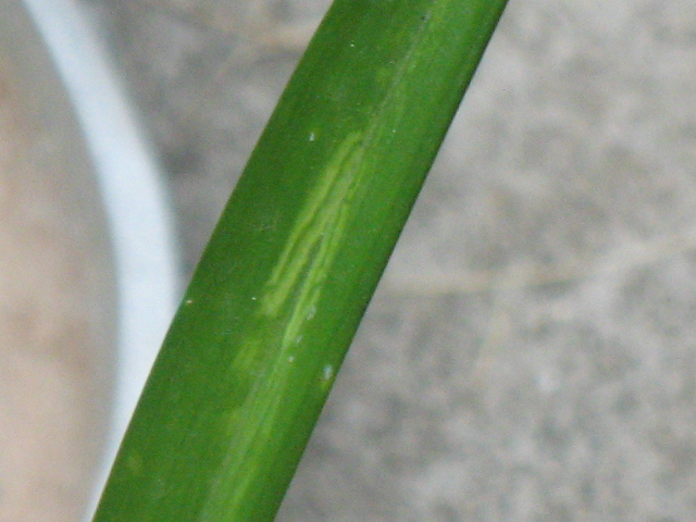 IMG_6524.JPG
