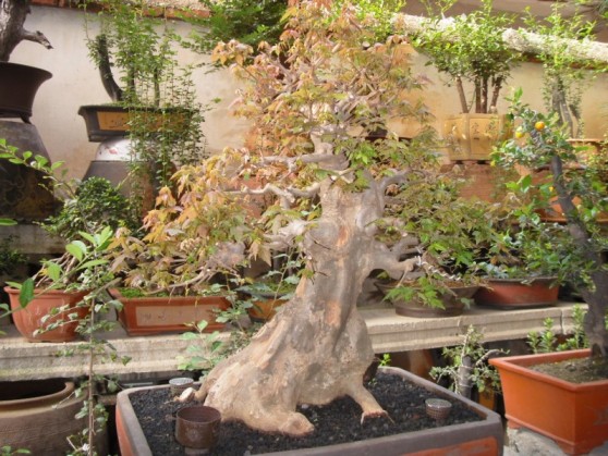 SDC13731.JPG