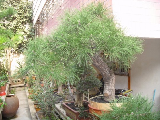 SDC13729.JPG