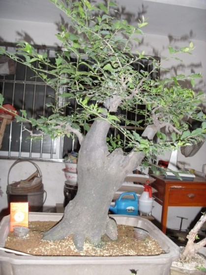 SDC13574.JPG