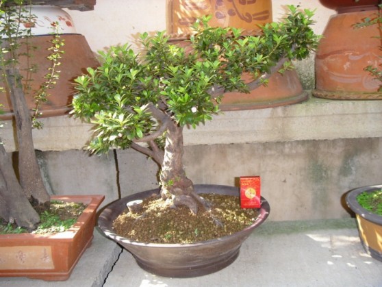 SDC13477.JPG