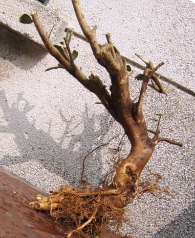 DSCF2565.JPG