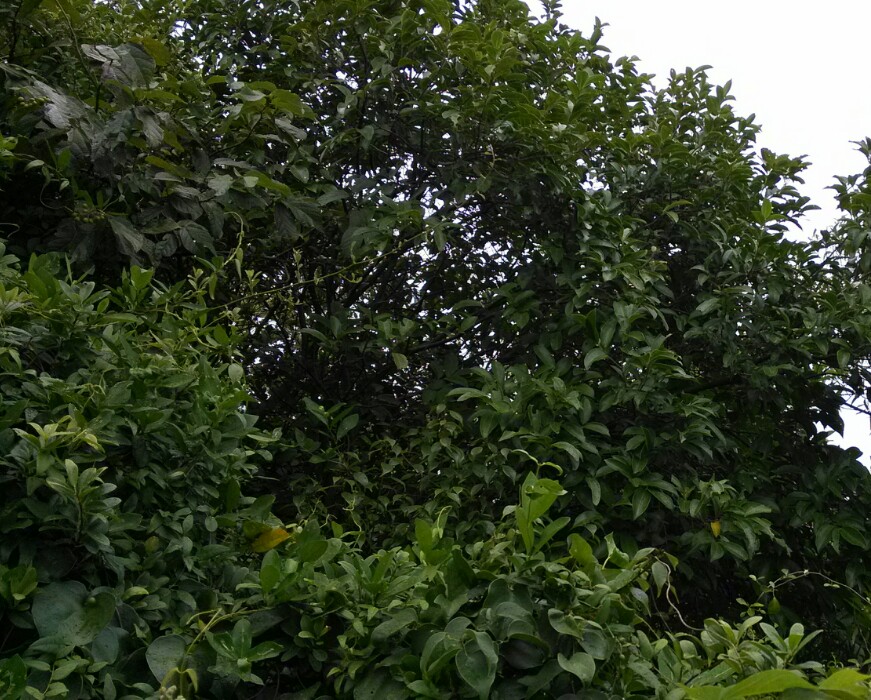 IMG_20131014_145057-1.jpg