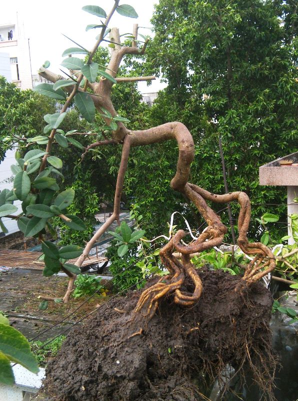 IMAG2011100205.jpg