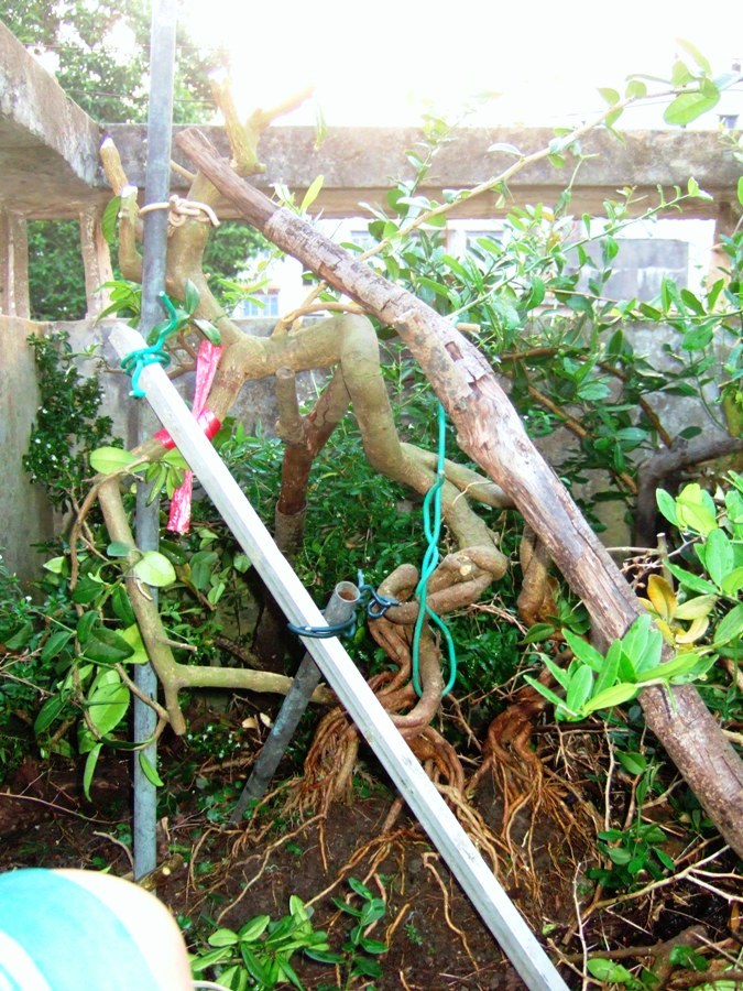 DSCF4371.JPG