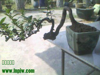 IMG0195A.jpg