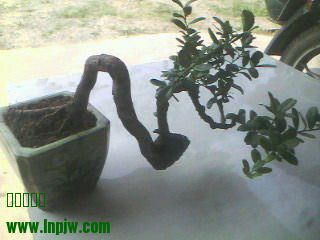 IMG0196A.jpg