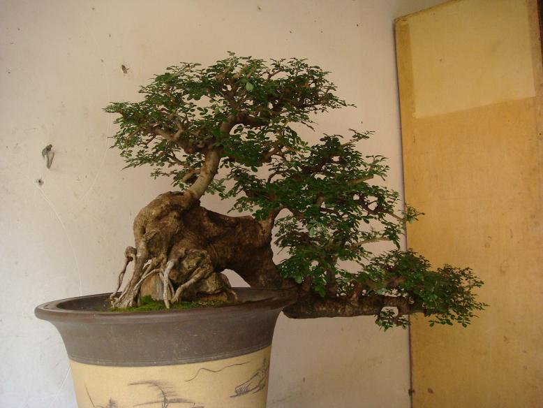 DSC05500.JPG