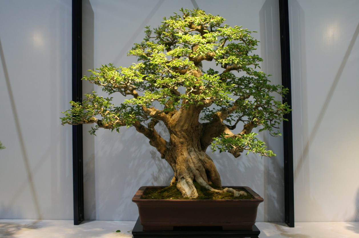 SBQ_20130929_1050.JPG