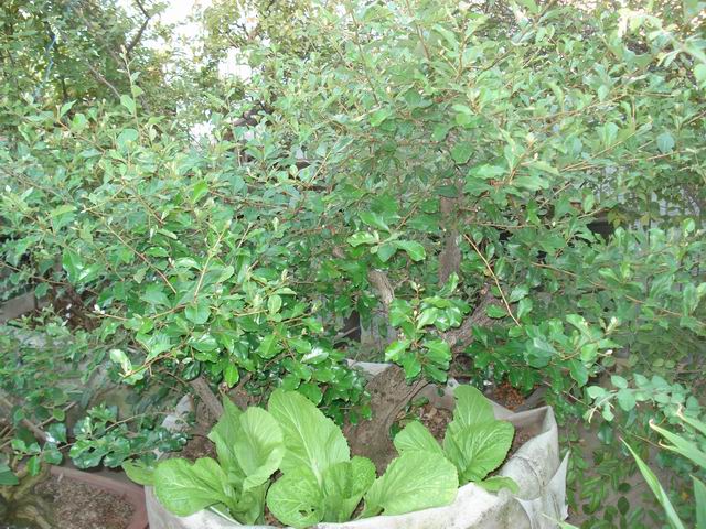 DSC01479.JPG