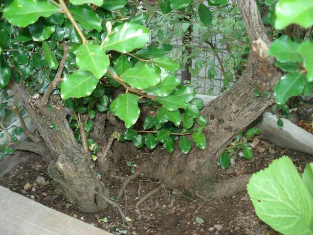 DSC01480.JPG