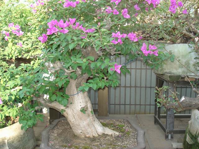 DSC01483.JPG