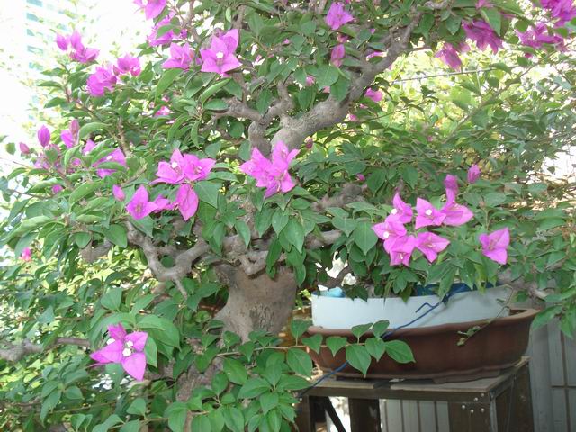 DSC01484.JPG