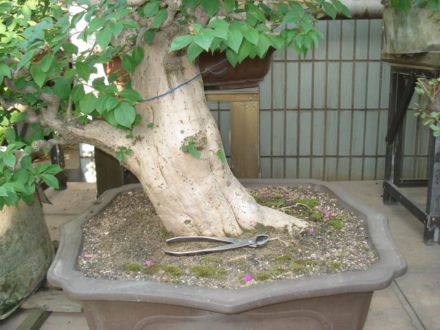 DSC01485.JPG