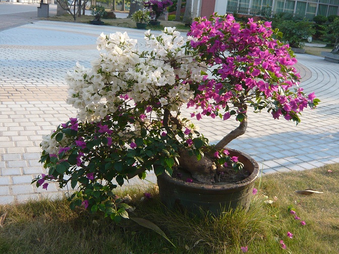 P1020791.JPG