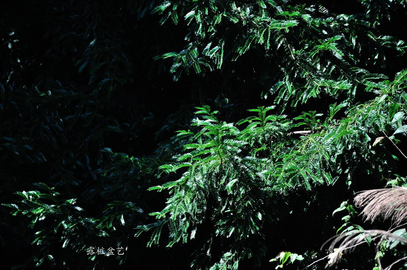 DSC_0008_СС.JPG
