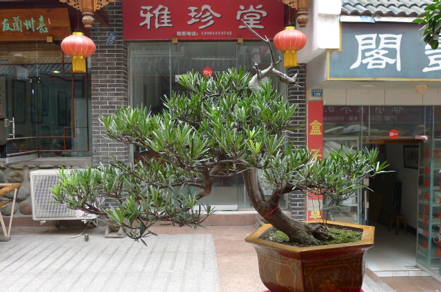 P1020472.JPG
