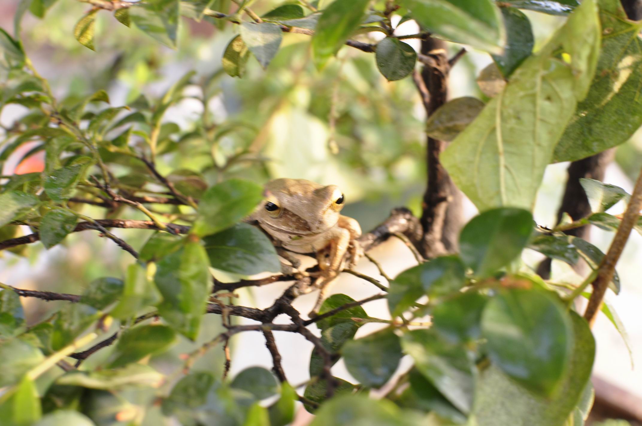 С _DSC0010.JPG