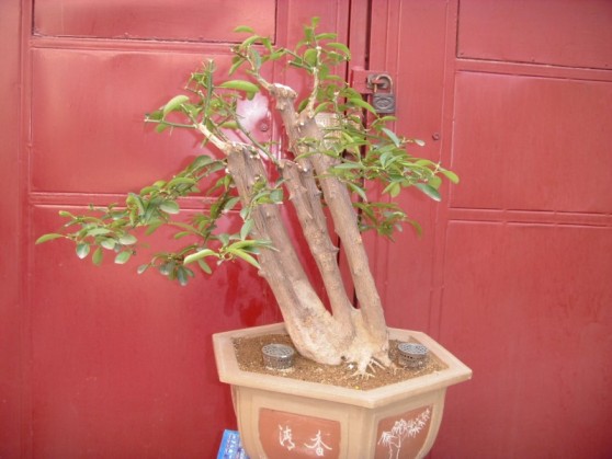 SDC13489.JPG
